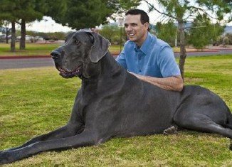Giant George was the world’s tallest dog according to the Guinness World Records