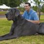 Giant George: World’s tallest dog dies one month before his 8th birthday