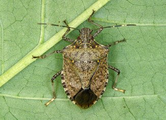 Stink bugs are set to hit Lancaster County, Pennsylvania, in record numbers this winter