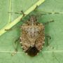 Stink bugs invading Lancaster County