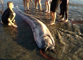 The 14ft dead oarfish was found in the city of Oceanside