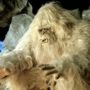 Yeti mystery solved: Himalayan yeti may be a sub-species of brown bear