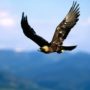 Duke Energy fined $1 million over golden eagles death