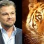 Leonardo DiCaprio makes $3 million donation to WWF to save tigers in Nepal