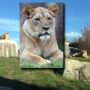 Dallas Zoo: Lion kills lioness Johari in front of visitors