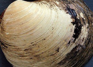 Ming the clam was thought to be around 405 years old when it was found by researchers in Iceland in 2006
