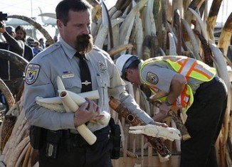 More than 6 tons of seized ivory including tusks, carvings and jewellery have been crushed in Colorado