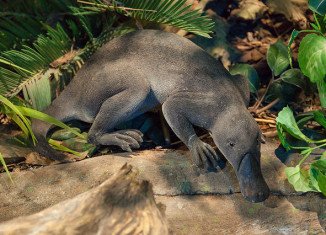 Scientists have unearthed a part of a giant platypus fossil in Queensland