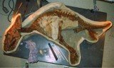The baby dinosaur was just 3 years old and 5 feet long when it wandered into a river near Alberta and drowned about 70 million years ago