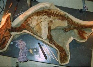 The baby dinosaur was just 3 years old and 5 feet long when it wandered into a river near Alberta and drowned about 70 million years ago