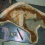 Baby dinosaur skeleton discovered in Canada