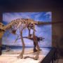 Lythronax argestes: Oldest Tyrannosaurus rex discovered in Utah