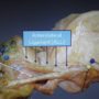 Anterolateral Ligament: New human body part discovered