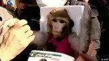 Iran announces it has successfully sent a monkey into space for the second time this year as part of a programme aimed at manned space flight