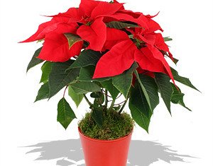 The Mafia men have been forcing shop owners to buy Christmas poinsettias for 100 times the wholesale price