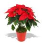 Italy: Mafia gangsters arrested over Christmas poinsettias extortion scam