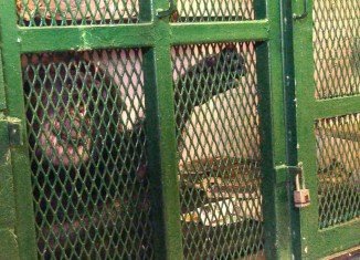 The Nonhuman Rights Project wants chimp Tommy to be granted legal personhood and thus entitled to the fundamental right of bodily liberty