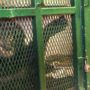 Nonhuman Rights Project asks New York court to recognize chimpanzee Tommy as a legal person