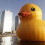 Taiwan giant yellow rubber duck explodes before New Year