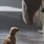 Budweiser Super Bowl commercial 2014. Puppy Love.