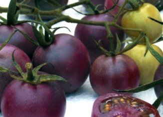 Genetically modified purple tomato large-scale production is now under way in Canada