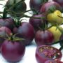 GM purple tomatoes large-scale production under way in Canada