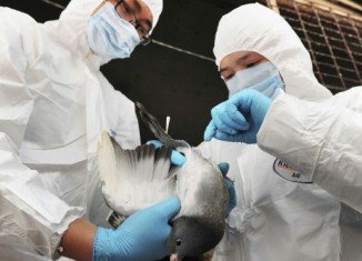 Influenza researchers argue the winter season and preparations for Chinese New Year may be driving the increase of bird flu cases