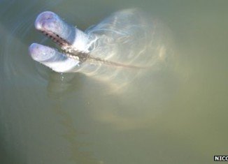River dolphins are among the world's rarest creatures