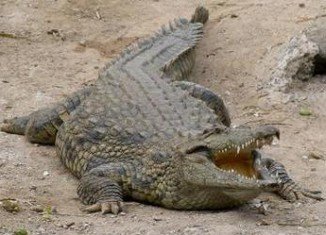 Saltwater crocodiles are the largest living reptiles on Earth