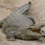 Australia crocodile snatches 12-year-old boy