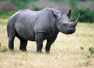 The Dallas Safari Club in Texas says the hunt will help protect the species by removing an old aggressive rhino