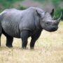 Black rhino hunt permit sold for $350,000 at Dallas auction
