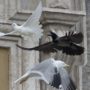 Pope Francis’ peace doves attacked by seagull and crow at Angelus prayer