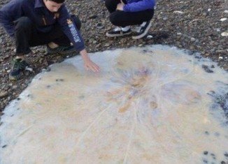 Australian scientists are working to classify a new species of giant jellyfish that washed up on a beach in Tasmania