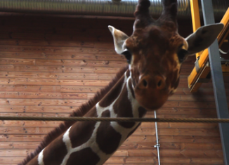 Copenhagen Zoo says it needs to kill the giraffe before it becomes an adult and attempts to mate