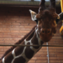 Marius: Giraffe faces death at Copenhagen Zoo