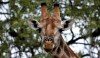 Marius the giraffe put down at Copenhagen Zoo