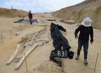 The whale graveyard found beside the Pan-American Highway in Chile is one of the most astonishing fossil discoveries of recent years