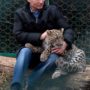 Vladimir Putin cuddles Persian leopard at Sochi National Park