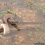 Snake eats crocodile after five-hour battle at Lake Moondarra in Queensland