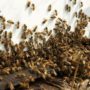 Woman attacked by thousands of killer bees in South California
