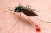 Warmer temperatures are causing malaria to spread to higher altitudes