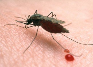 Warmer temperatures are causing malaria to spread to higher altitudes