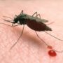 Malaria spreading to higher altitudes due to warmer temperatures