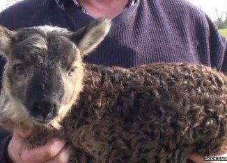 The geep was born about two weeks ago on Paddy Murphy's farm in County Kildare