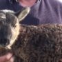 Geep: Goat-sheep hybrid born on Paddy Murphy’s farm in Ireland