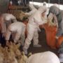 Japan confirms bird flu case in Kumamoto