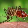 Chikungunya: New Caribbean virus with rapid spreading makes thousands of victims