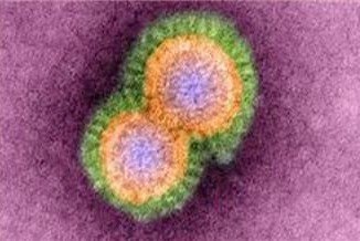 MERS belongs to the coronavirus family, which includes the common cold and SARS