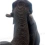 Elephant takes selfie at West Midlands Safari Park